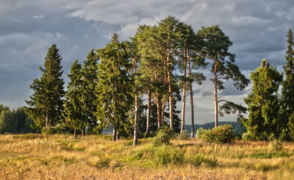 Сосновый Бор и еловый Бор