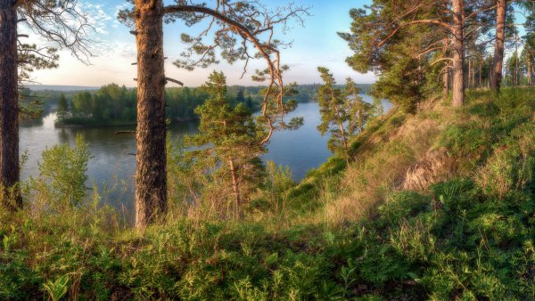 Брянск Сосновый Бор леса