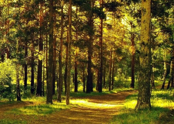 Сосновый Бор Ногинский район лес