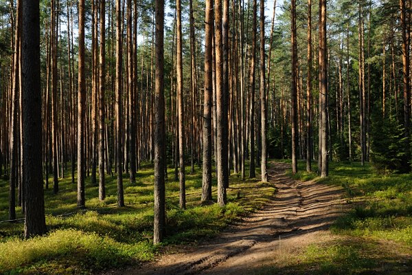 Сосновый Бор Подмосковье водохранилище