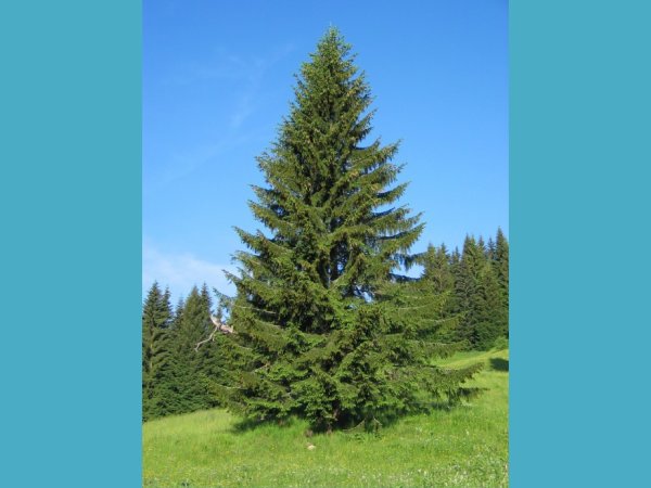 Ель одиночное дерево