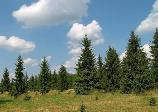 Елочка в лесу летом