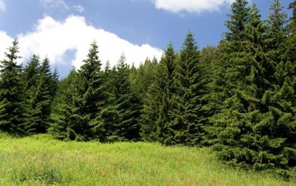 Елка в лесу