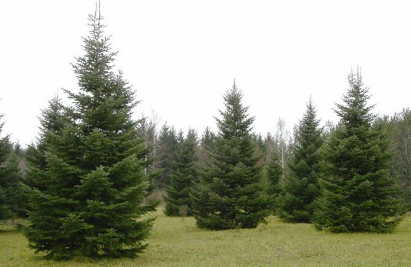 Ель Лесная обыкновенная