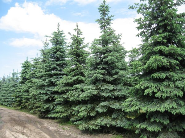 Лиственница дерево хвойное