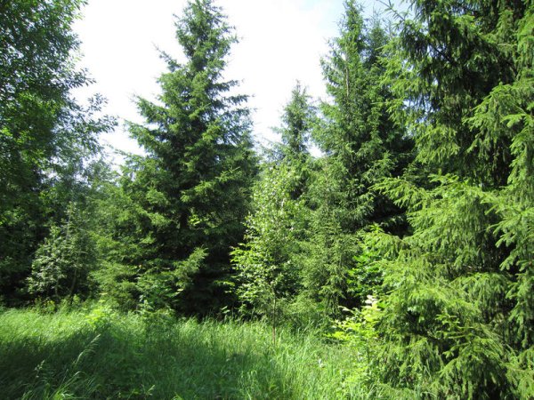 Пихта в Удмуртии