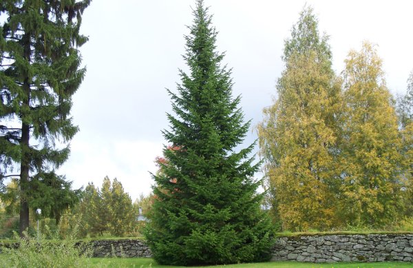 Ель в горах