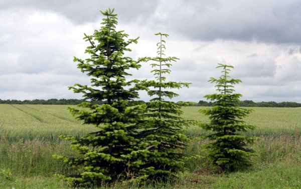 Ель в Разное время года