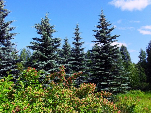 Хвоинки дерева ель обыкновенная