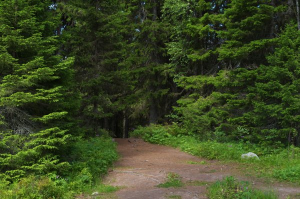 Picea Abies tabuliformis