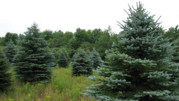 Елка пихта сосна кедр