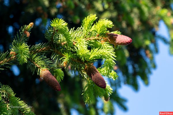 Сибирская пихта подлесок