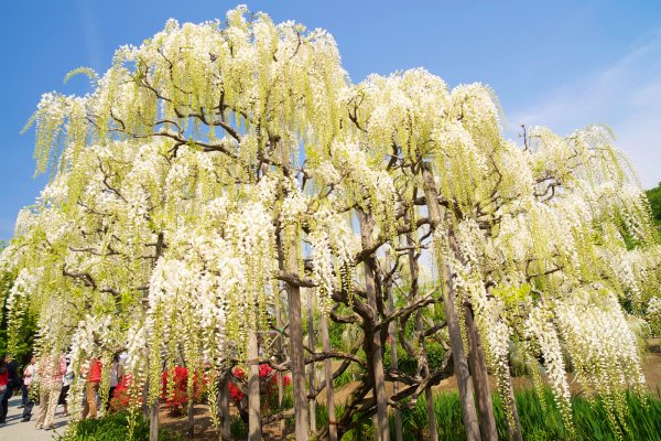 Глициния китайская