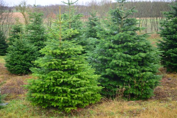 Ель это вечнозеленое хвойное дерево