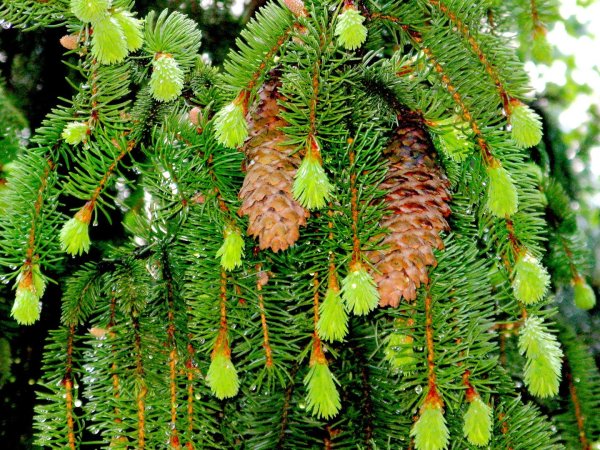 Ель пихта кедр