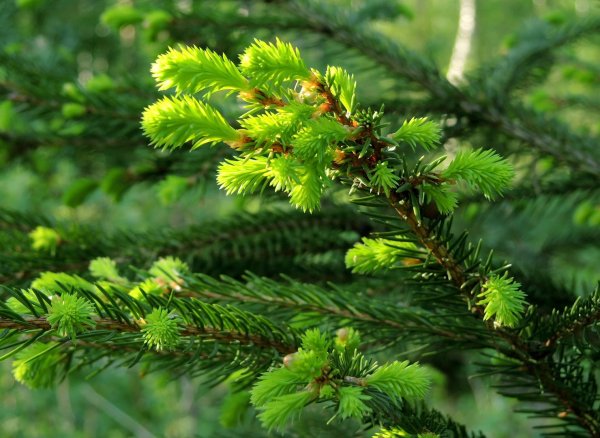 Кавказский заповедник пихта Кавказская