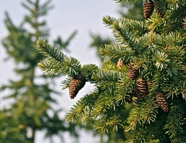 Одинокая ель