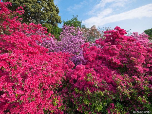 Красивоцветущие кустарники Японии