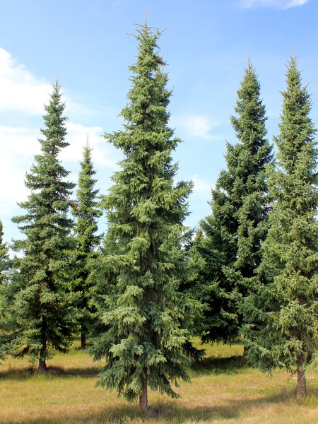 Пихта Сибирская Abies sibirica Ledeb.
