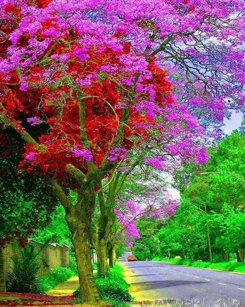 Цветочное дерево