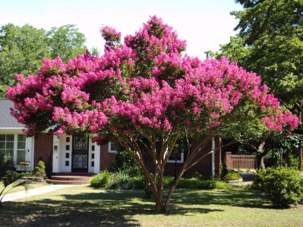 Лагерстремия индийская