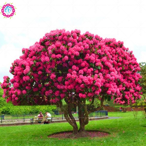 Азалия рододендрон дерево