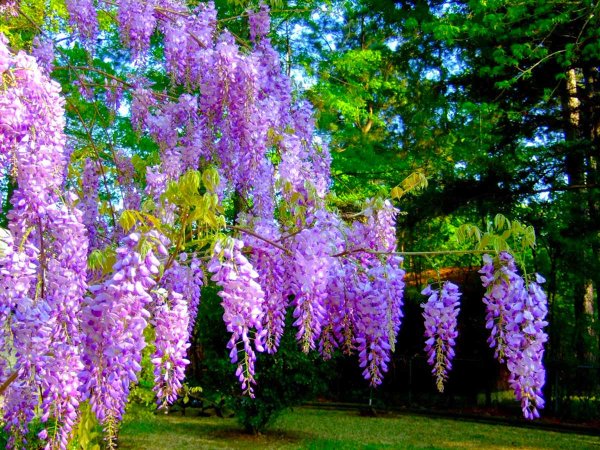 Глициния Вистерия Лиана