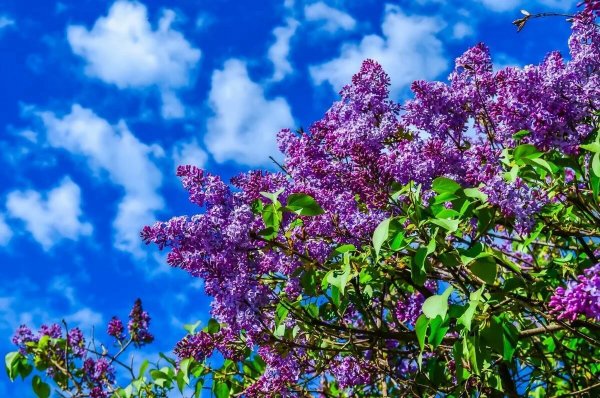 Сирень обыкновенная Syringa vulgaris Professor Hoser