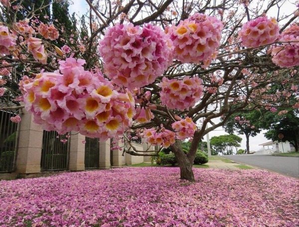 Южные красивоцветущие деревья