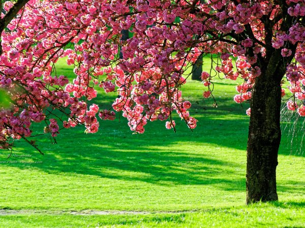 Красивое цветущее дерево