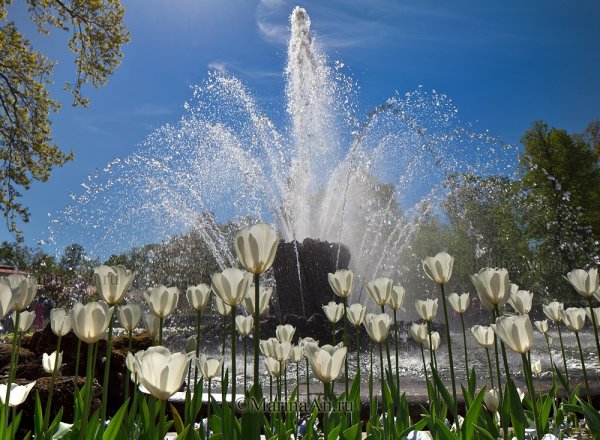 Петродворец цветы фонтан