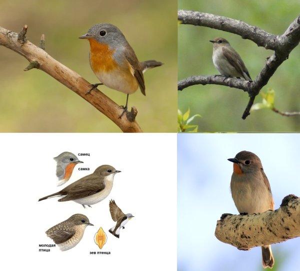 Птицы Подмосковья определитель