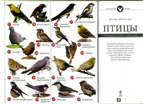 Краткий определитель птиц (фото, рисунки, полезные ссылки)