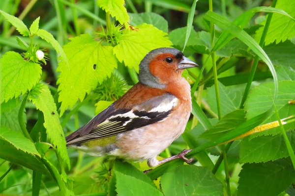 Перелётные птицы названия 1 класс и зимующие птицы
