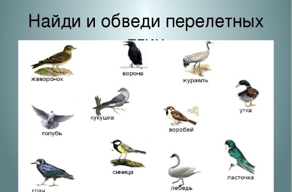 Перелетные птицы Новосибирска