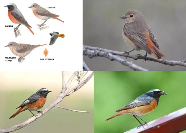 Зимующие птицы России для дошкольников