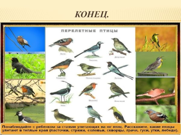 Зимующие птицы и перелетные птицы с названиями