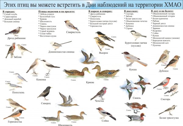 Перелётные птицы названия