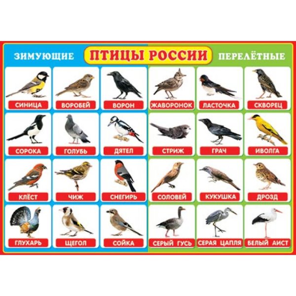 Лесные птицы Сибири зимующие