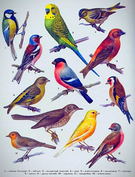 Зимние птицы названия