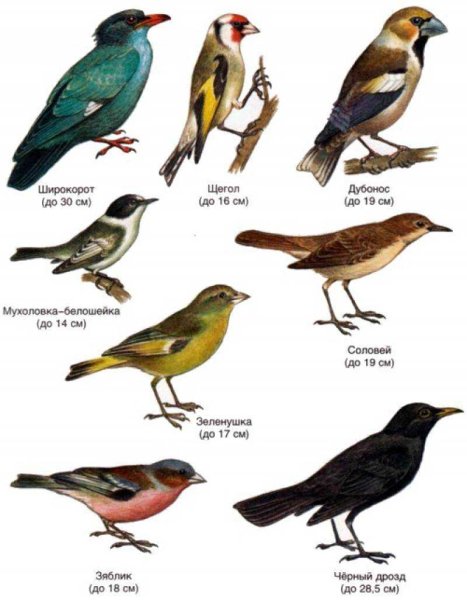 Отряд воробьиные клюв