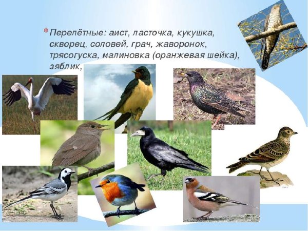 Птицы Урала Зяблик