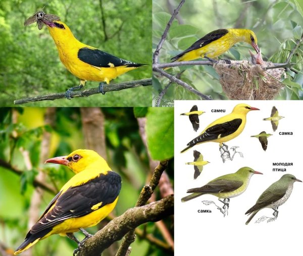 Птицы которые улетают зимовать на Юг