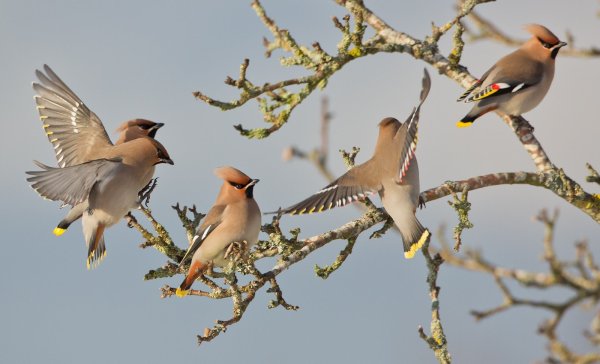 Птицы Москвы