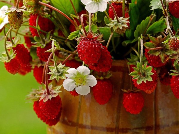 Земляника Лесная