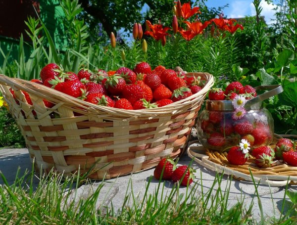 Земляника в корзинке