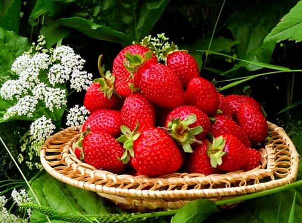 Клубника Sembikiya Queen