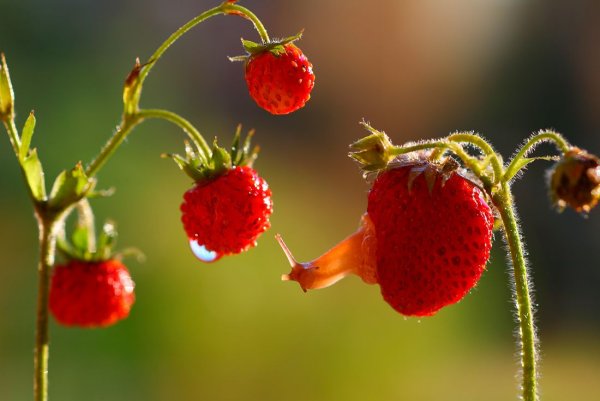 Ягоды летом