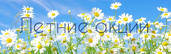 Баннер с ромашками
