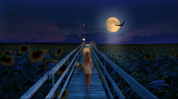 Сон лето ночь